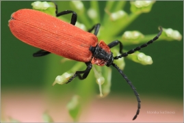 <p>DLOUHOÚSTEC KRVAVÝ (Lygistopterus sanguineus) Knížecí</p>